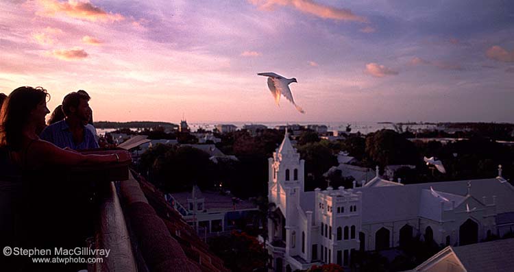 Doves over Key West