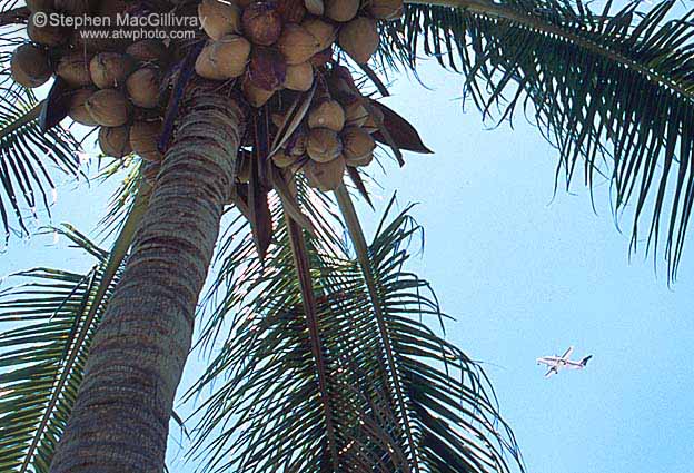 Coconuts and airplanes